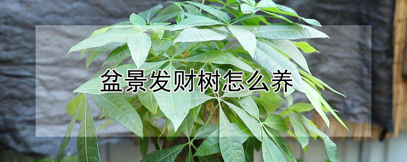 盆景发财树怎么养 盆景发财树怎么修剪