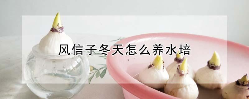 风信子冬天怎么养水培（风信子冬季适合水培还是土培）