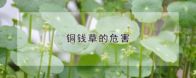 铜钱草的危害 铜钱草有什么好处和什么坏处