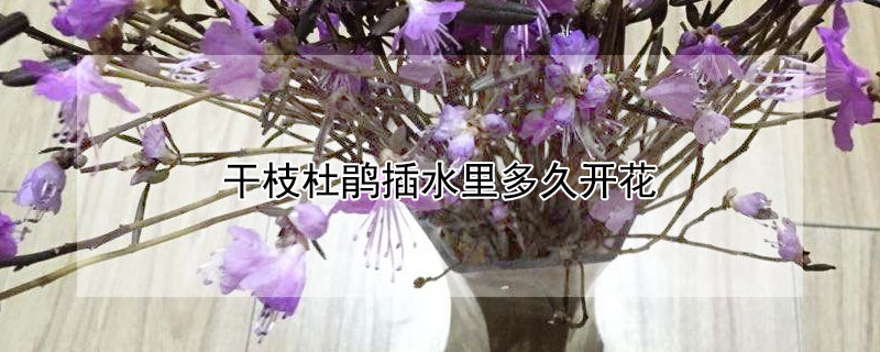 干枝杜鹃插水里多久开花（杜鹃花水插什么时候生根）