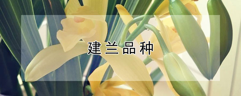 建兰品种(建兰品种哪个品种最好)