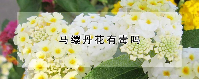 马缨丹花有毒吗 蔓马缨丹有毒