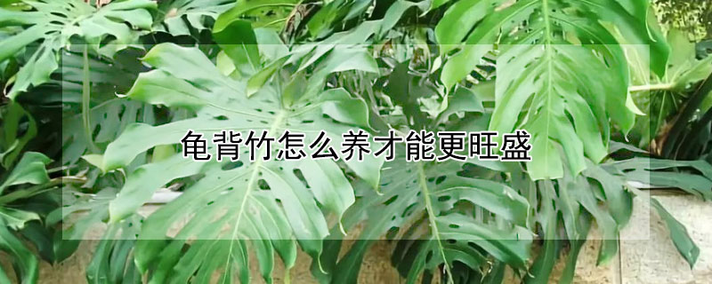 龟背竹怎么养才能更旺盛 龟背竹怎么养才能更旺盛视频