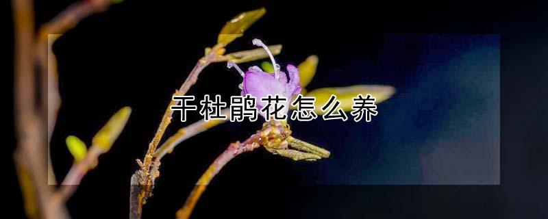 干杜鹃花怎么养（杜鹃花怎么养）