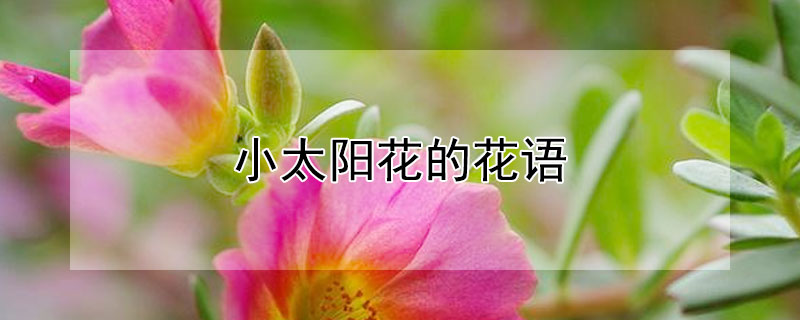 小太阳花的花语 太阳花什么花语