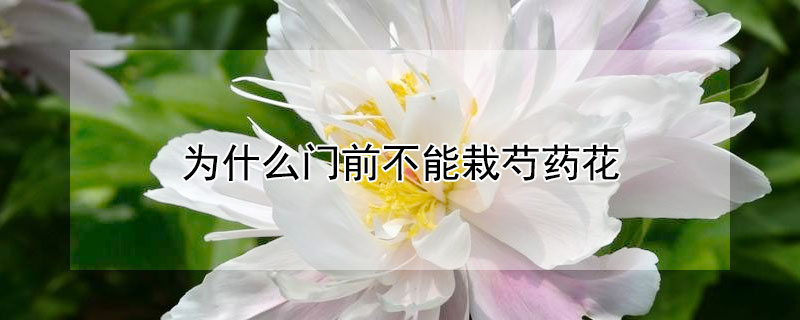 为什么门前不能栽芍药花 门前栽芍药花有什么禁忌吗