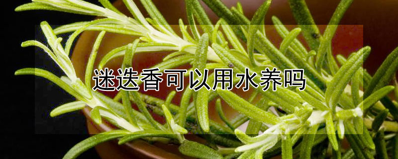 迷迭香可以用水养吗 迷迭香可以水培养吗
