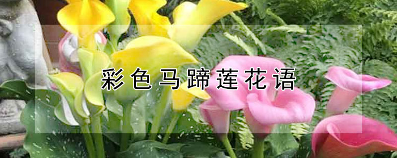 彩色马蹄莲花语 红色马蹄莲花语