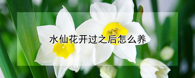 水仙花开过之后怎么养 水仙花开过之后怎么养护