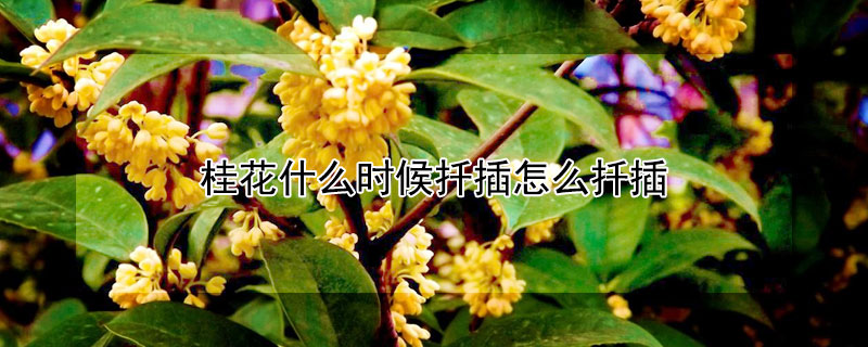 桂花什么时候扦插怎么扦插（桂花什么时候扦插怎样扦插）
