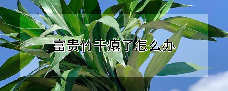 富贵竹干瘪了怎么办（富贵竹杆子瘪了怎么办）