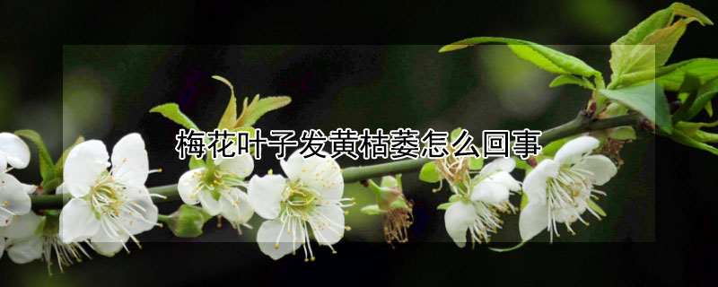 梅花叶子发黄枯萎怎么回事 梅花叶边枯黄