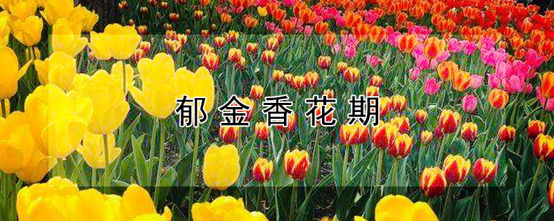 郁金香花期（郁金香花期结束后怎么处理）