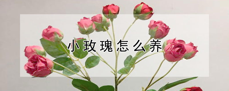 小玫瑰怎么养（微型小玫瑰怎么养）