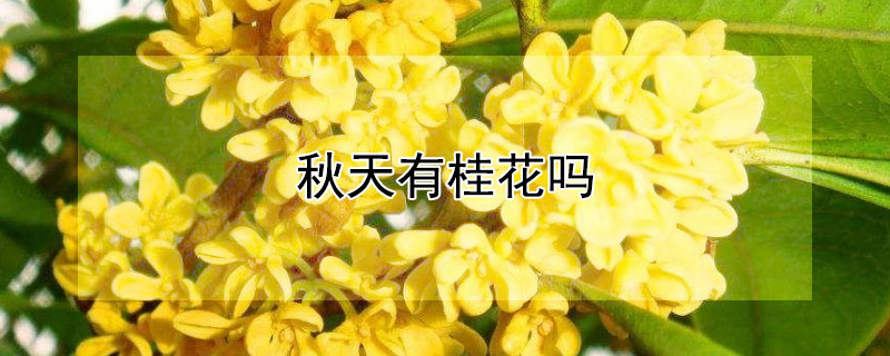 秋天有桂花吗 秋天有桂花吗?