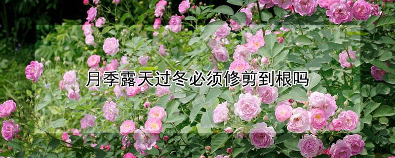 月季露天过冬必须修剪到根吗(盆栽月季露天过冬必须修剪到根吗)