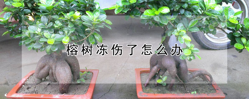 榕树冻伤了怎么办 榕树被冻伤了怎么办