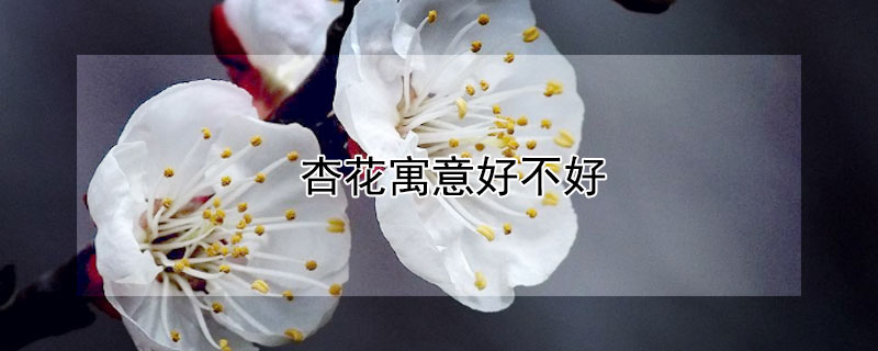 杏花寓意好不好 杏花的寓意和风水