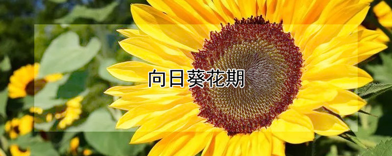 向日葵花期 向日葵花期多少天