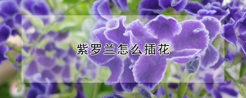 紫罗兰怎么插花 紫罗兰插花教程