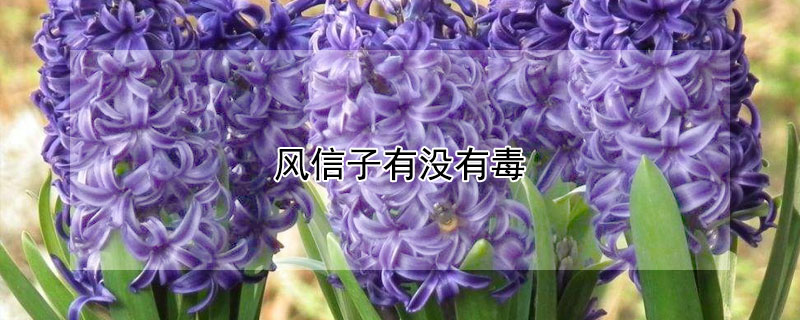 风信子有没有毒（风信子有没有毒性）