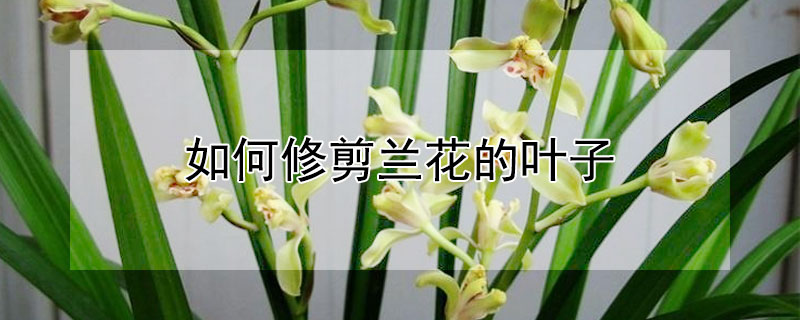如何修剪兰花的叶子（怎样修剪兰花叶子）