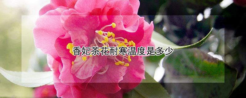 香妃茶花耐寒温度是多少 香妃茶花能耐多少度低温