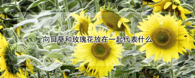 向日葵和玫瑰花放在一起代表什么 玫瑰花加向日葵代表什么