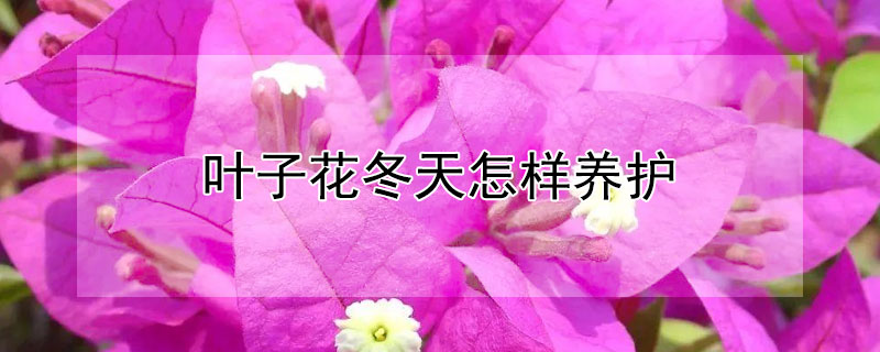 叶子花冬天怎样养护 冬天的花怎么养护
