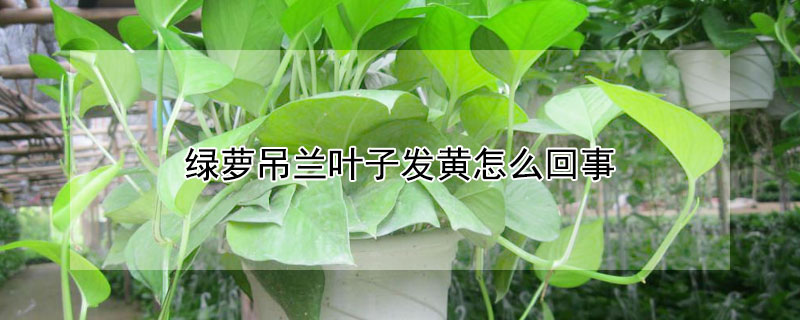 绿萝吊兰叶子发黄怎么回事 绿叶吊兰叶子发黄是怎么回事