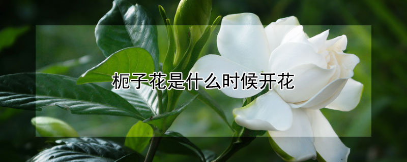 枙子花是什么时候开花 荀子什么时候开花结果