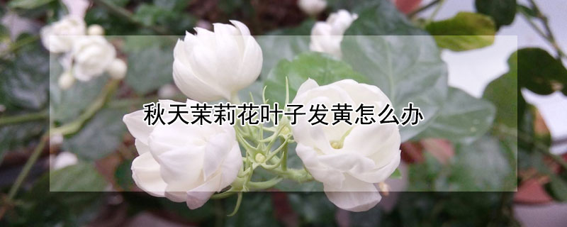 秋天茉莉花叶子发黄怎么办 冬季茉莉花叶子发黄怎么办