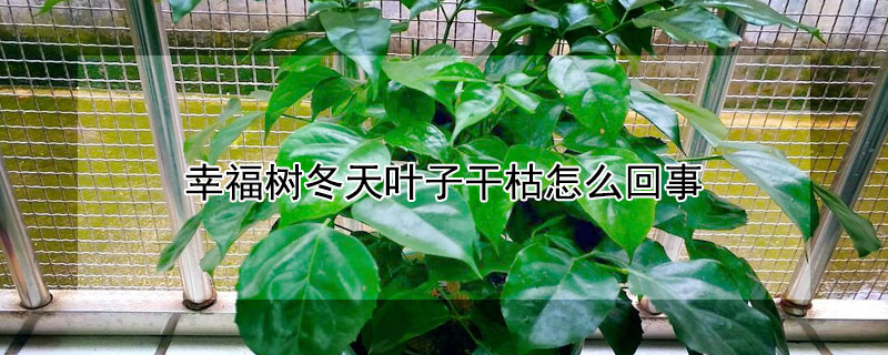 幸福树冬天叶子干枯怎么回事 幸福树冬天落叶干枯还能活吗