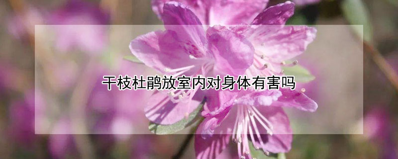 干枝杜鹃放室内对身体有害吗（杜鹃放室内好吗）