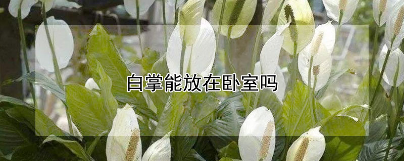白掌能放在卧室吗（水培白掌能放在卧室吗）