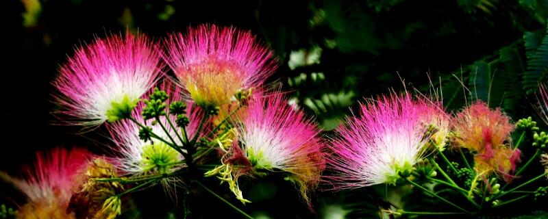 合欢花花语（合欢花花语是什么意思）