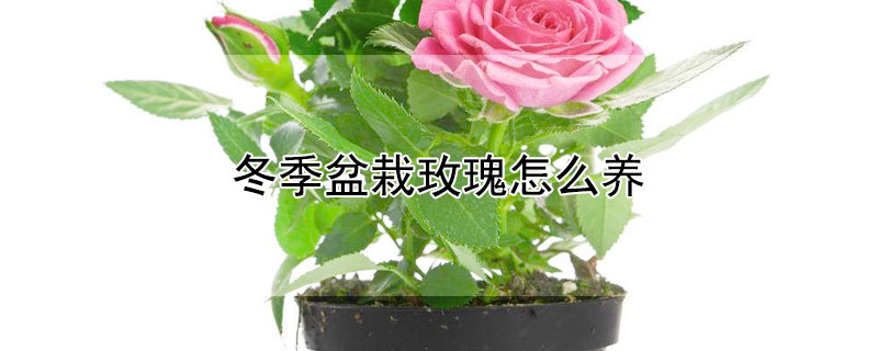 冬季盆栽玫瑰怎么养 玫瑰盆栽冬天怎么养