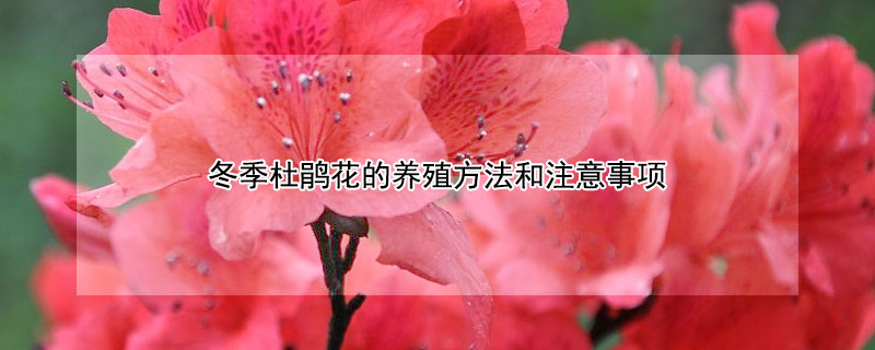 冬季杜鹃花的养殖方法和注意事项（杜鹃花的养殖方法和注意事项）