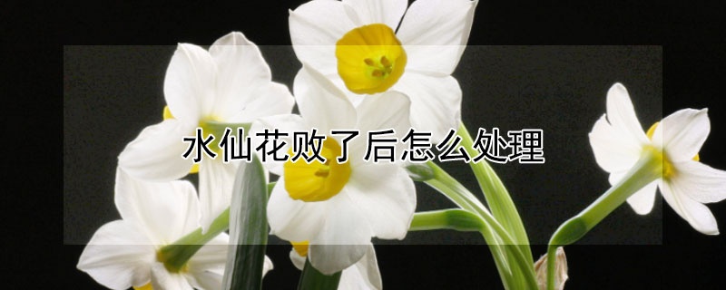 水仙花败了后怎么处理（水仙花谢了后如何处理）