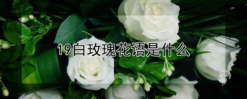 19白玫瑰花语是什么（白玫瑰花语19朵花语）