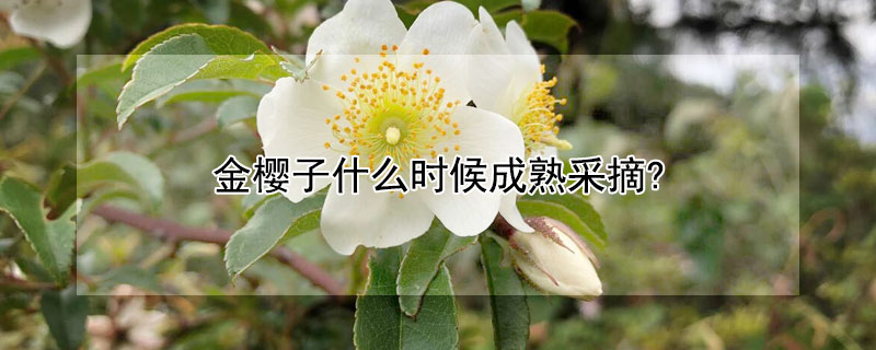 金樱子什么时候成熟采摘? 金樱子几月成熟采摘