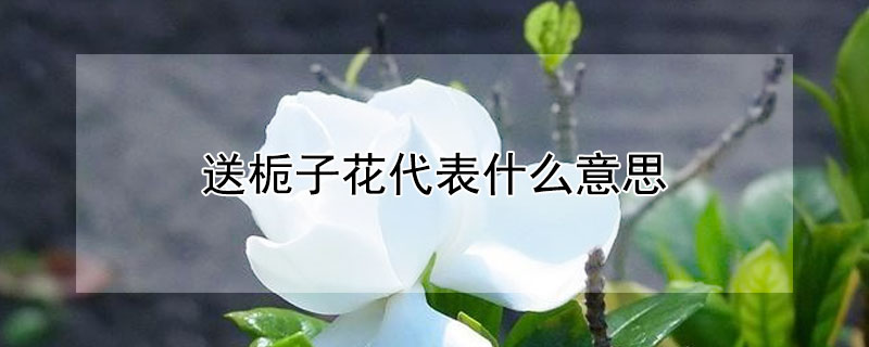 送栀子花代表什么意思 栀子花开的寓意和象征 送男生