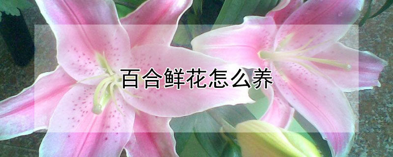 百合鲜花怎么养（百合鲜花怎么养时间比较久开花后怎么处理）
