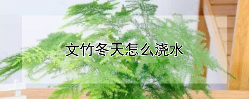 文竹冬天怎么浇水 文竹冬天浇什么水好