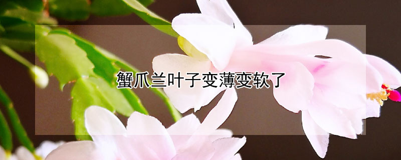 蟹爪兰叶子变薄变软了（蟹爪兰叶子变薄变软了干巴巴怎么办）