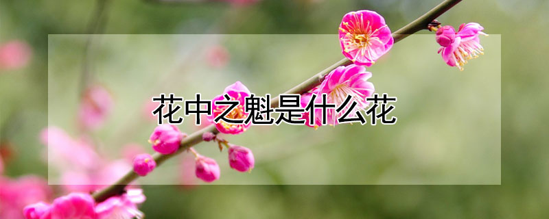 花中之魁是什么花 花中之魁是什么花?