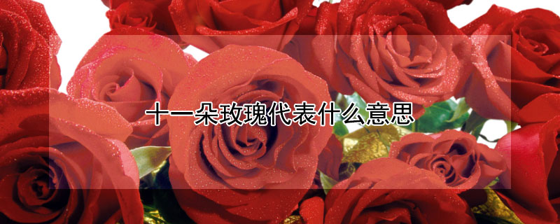 十一朵玫瑰代表什么意思（9朵玫瑰代表什么意思）