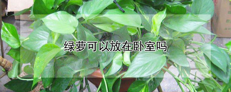 绿萝可以放在卧室吗 水培绿萝可以放在卧室吗