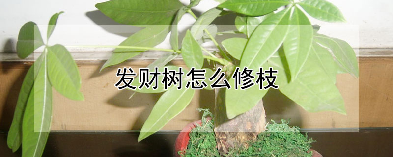 发财树怎么修枝 发财树怎么修枝,需要把大叶子剪掉吗