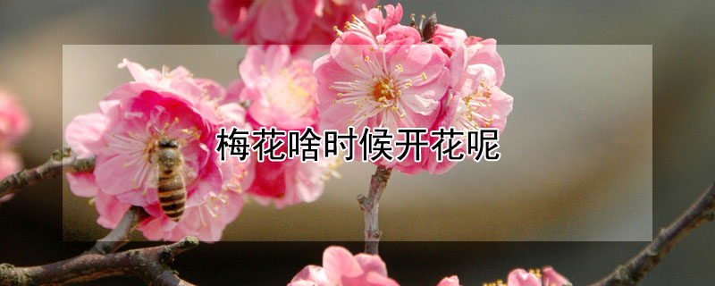 梅花啥时候开花呢（梅花一般在什么时候开花）